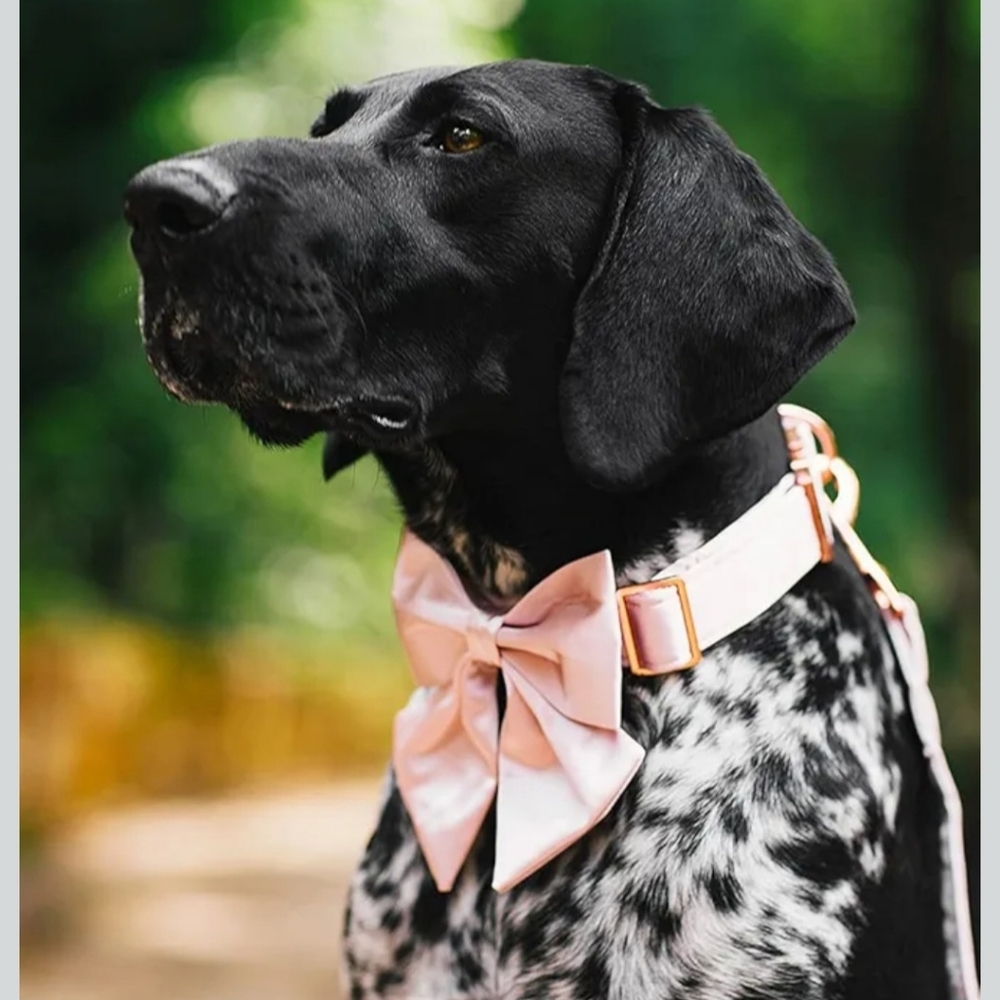 Pink Satin Girly Barbiecore Lionet Paws Size Medium Bow Collar
